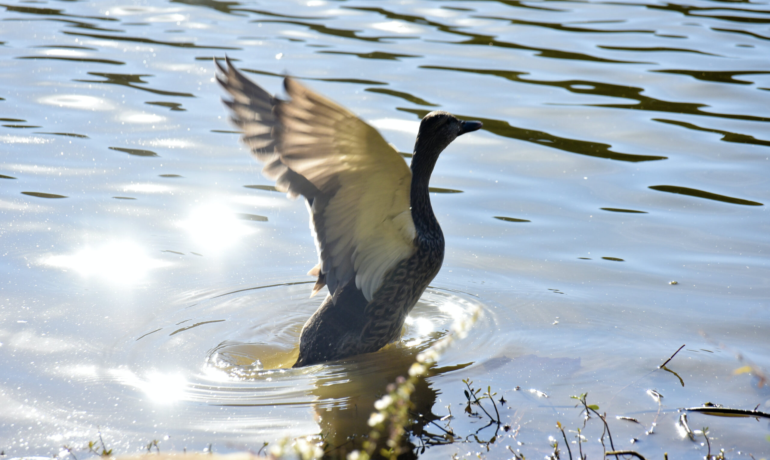 Clear for take off