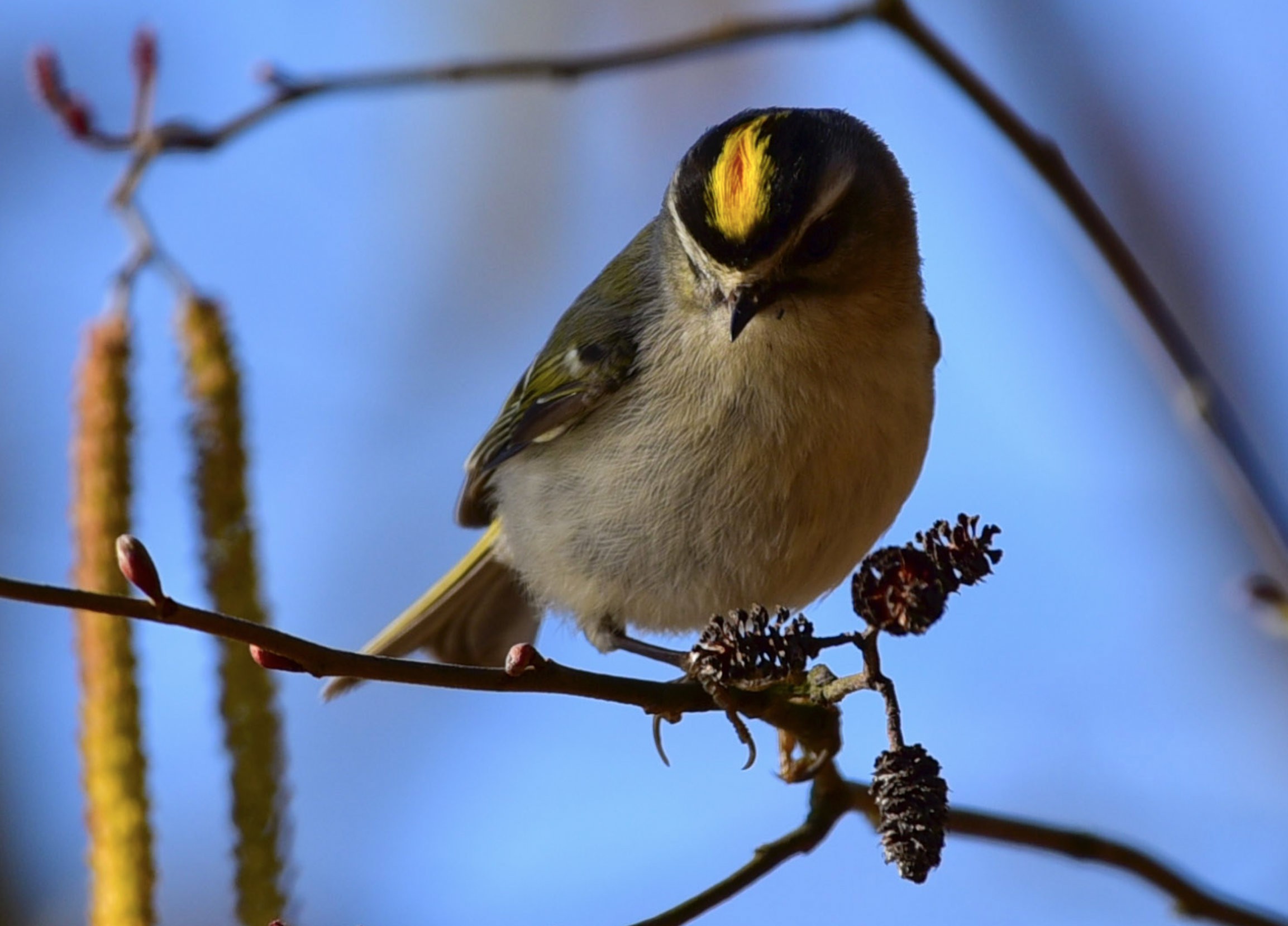 Kinglet