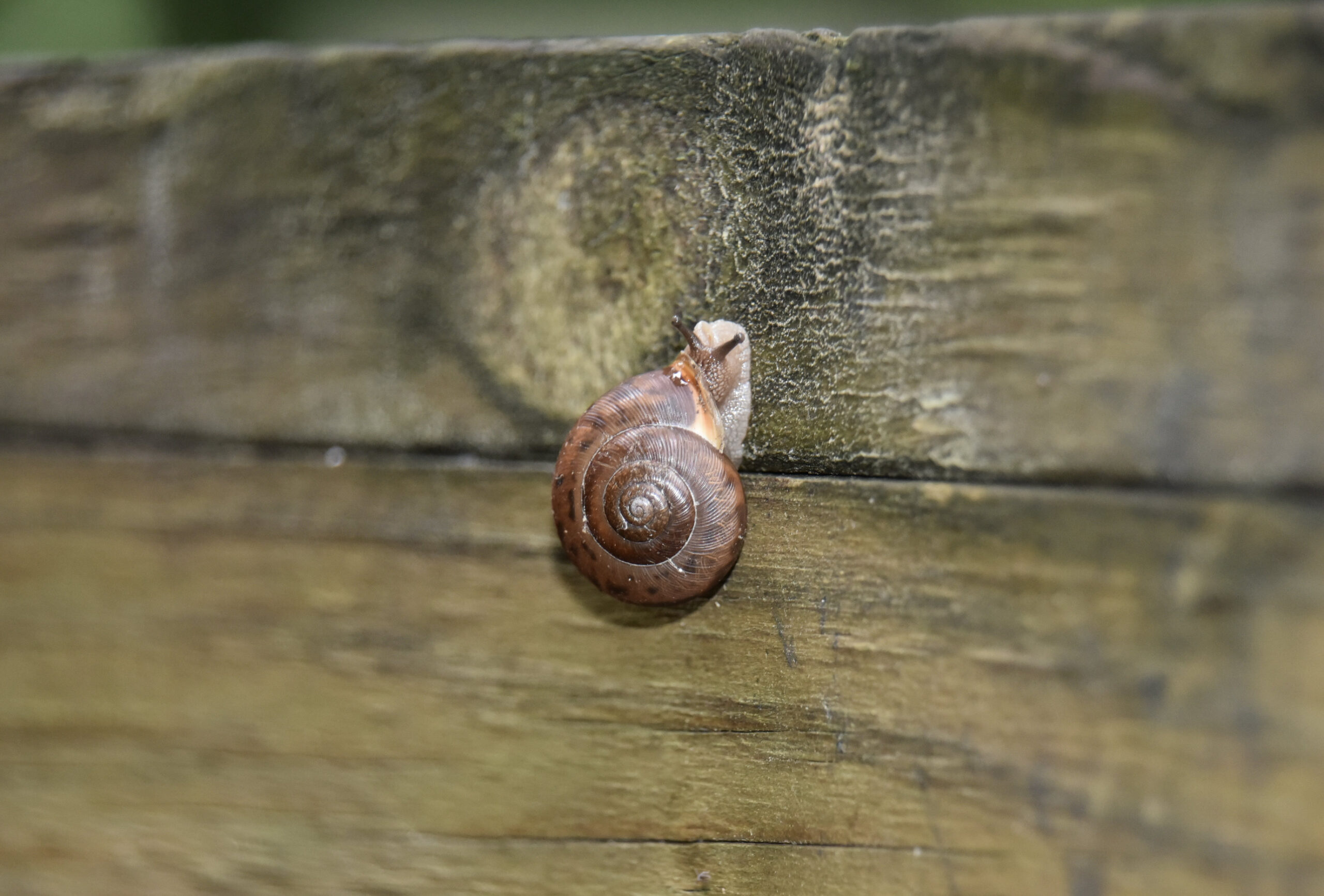 Land Snail