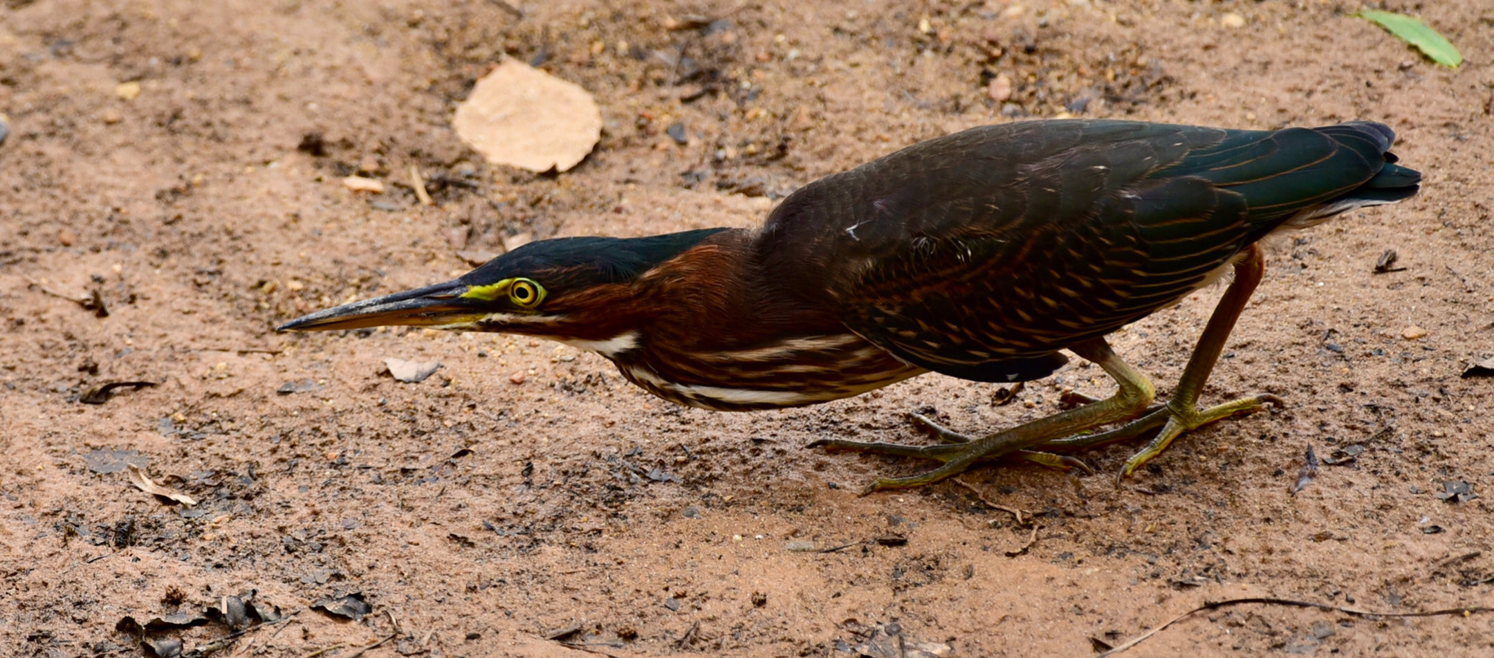 “The Green Heron!”