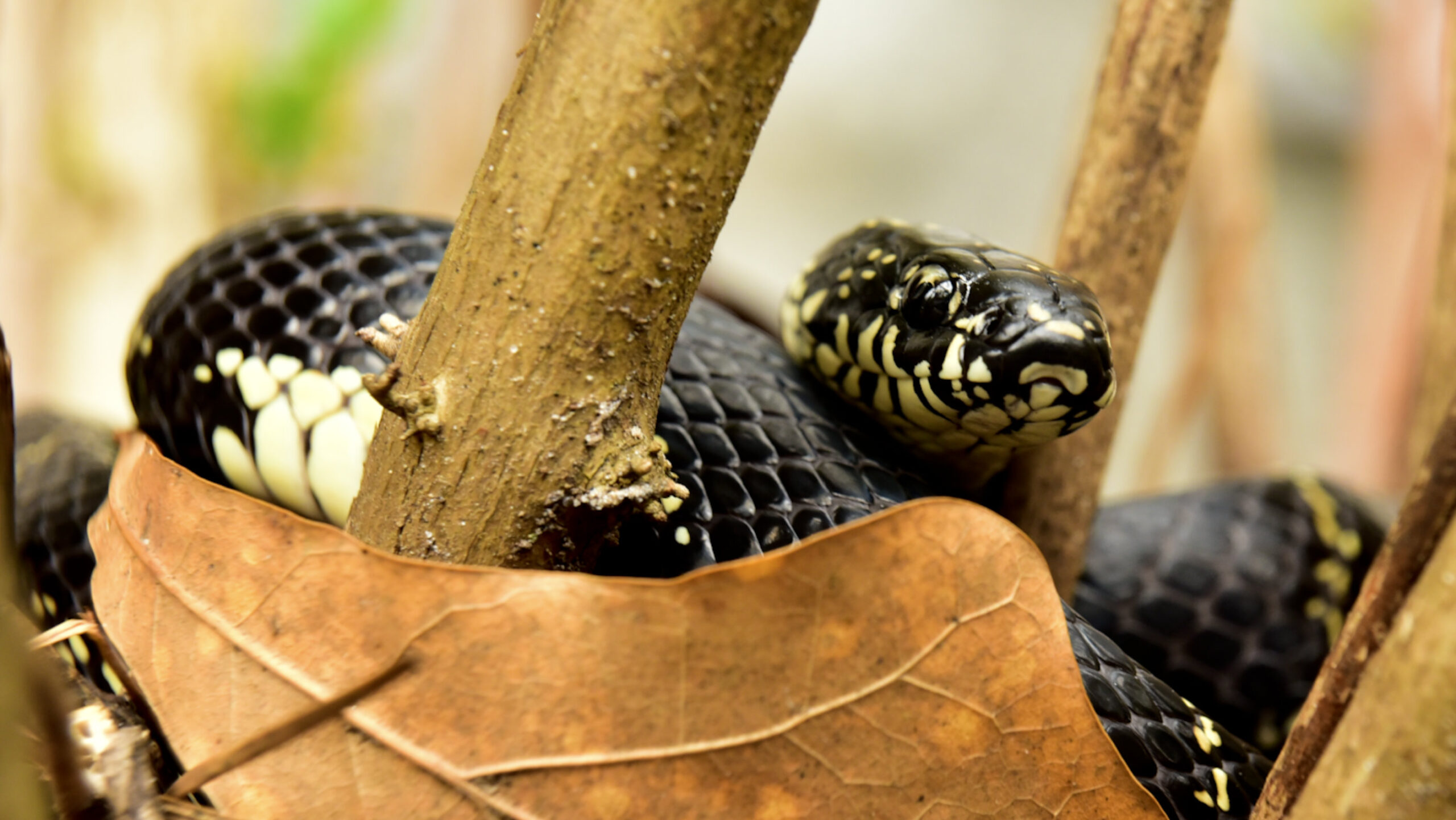 Snakes On Azalea