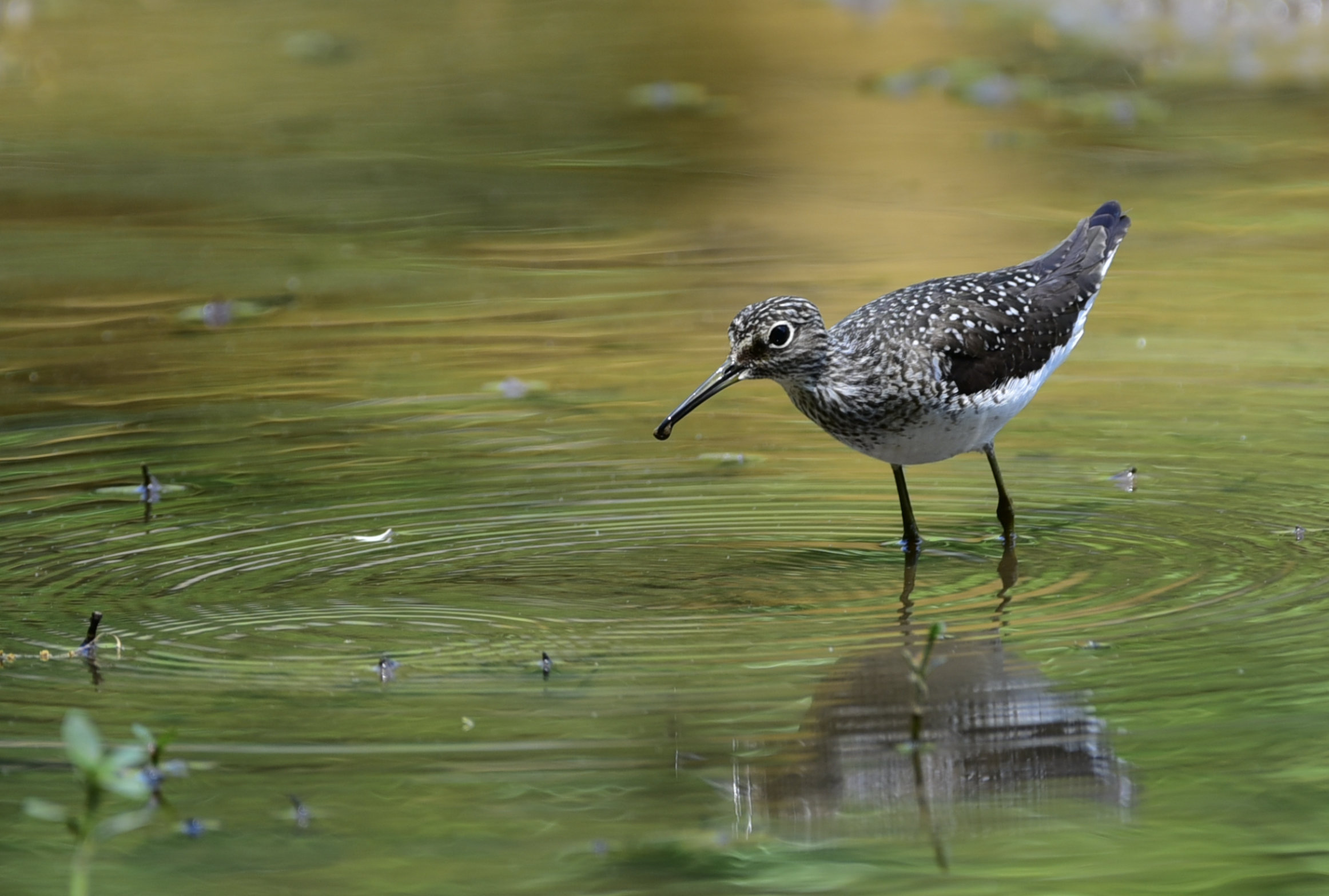 Sandpiper