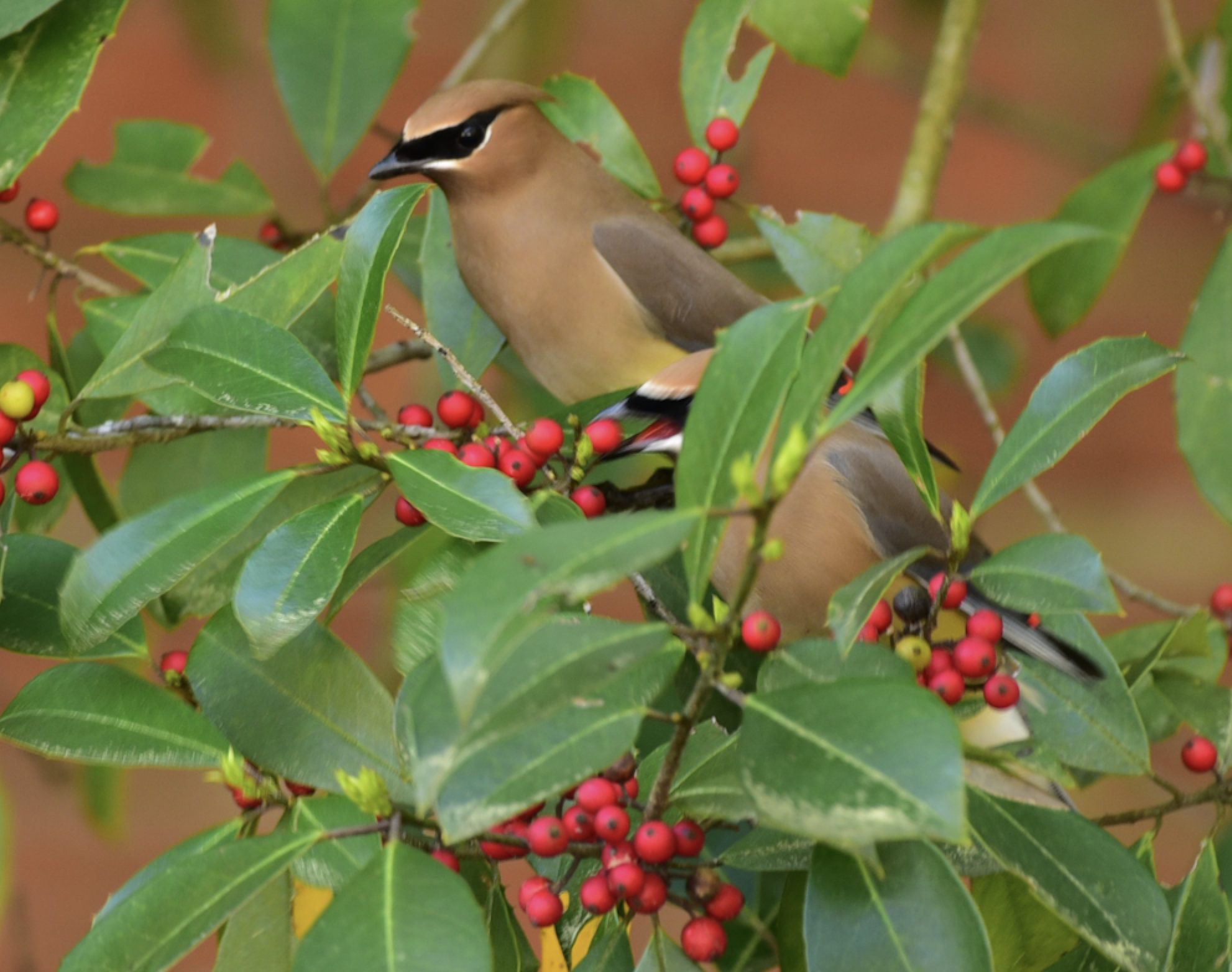 Cedar Waxwings