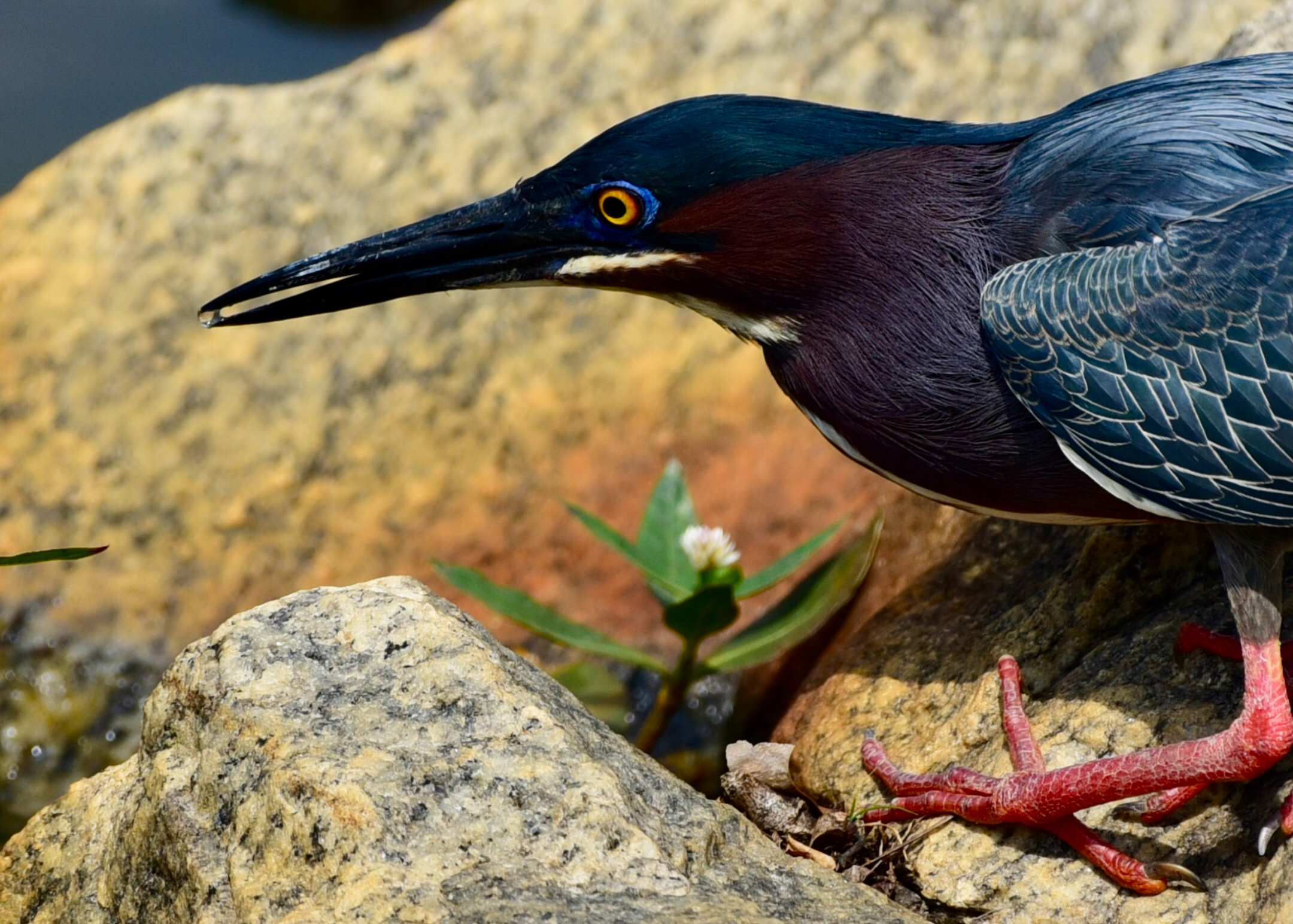 The Green Heron Strikes Again