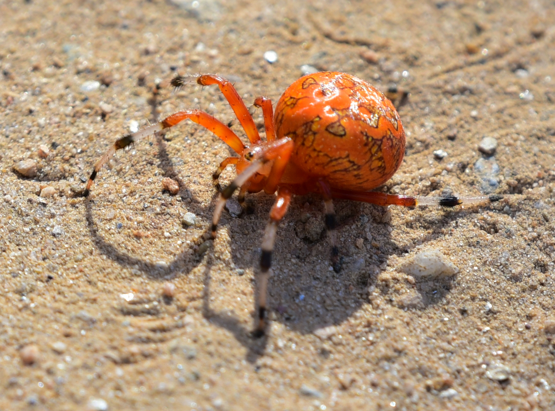 Orb Weaver