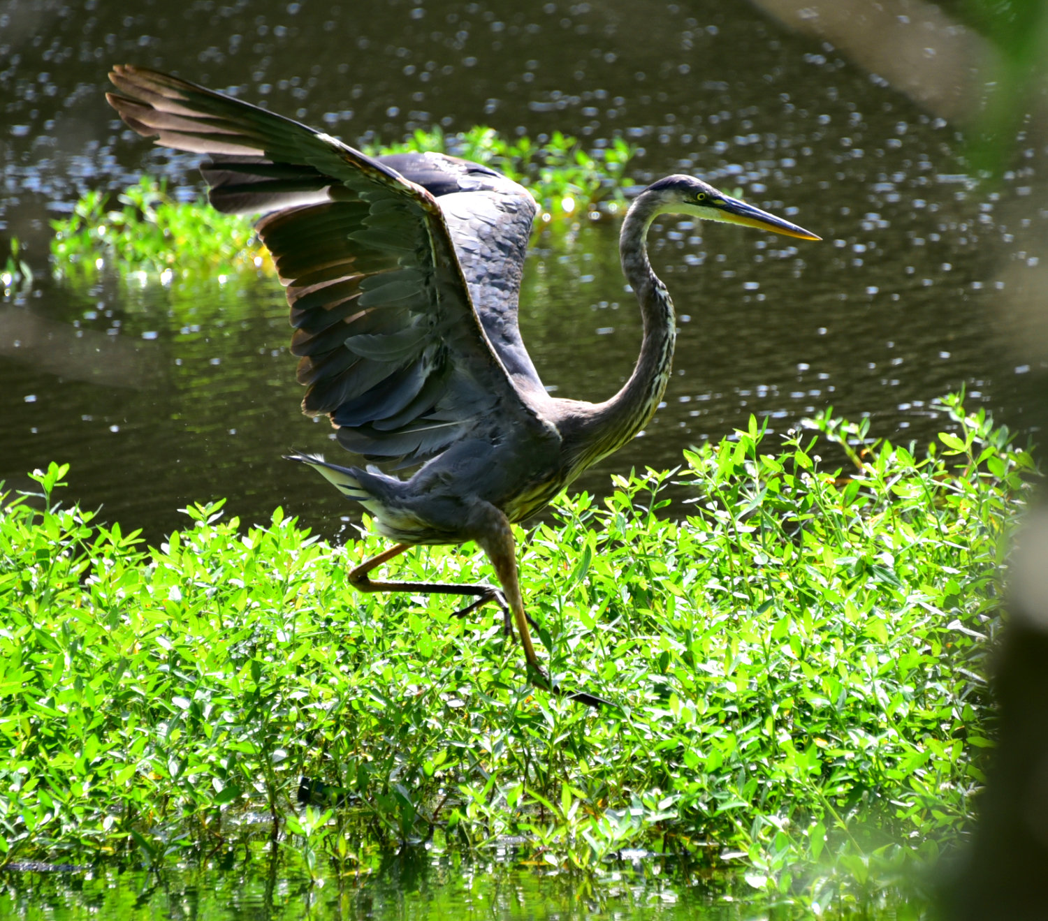 Wildlife Returns